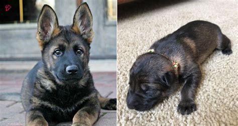 The Sable German Shepherd Puppies