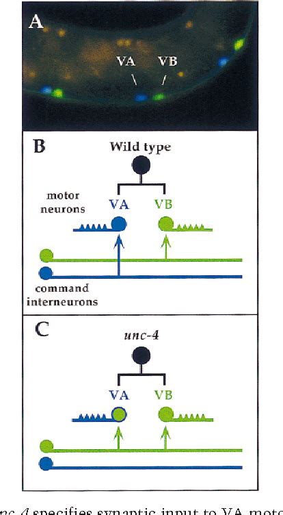 Figure From Unc Unc Dependent Repression Of Motor Neuron