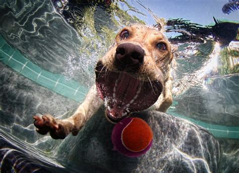 Art Sci Funny Underwater Photographs Of Dogs Swimming