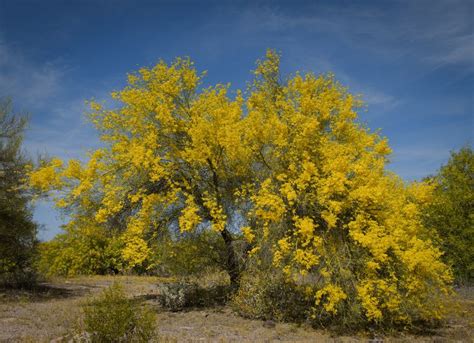 Palo Verde Tree Palo Verde Sonoran Desert The Great Outdoors