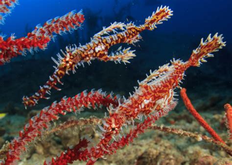 Marine Species: Ghost Pipefish • Scuba Diver Life