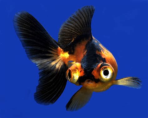 Black Moor Telescope Goldfish Serreprofile