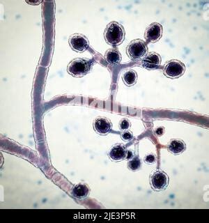 Fungi Trichophyton Mentagrophytes The Cause Of Athlete S Foot Tinea