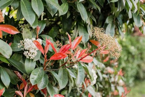 Photinia, Red Tip - Glover Nursery