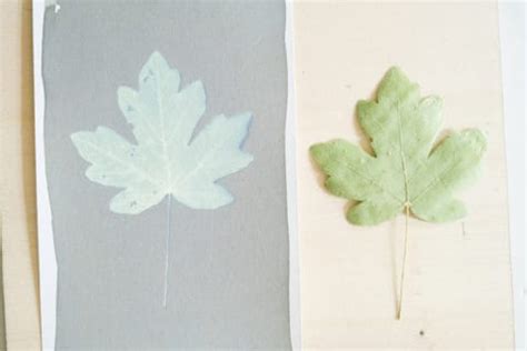 Comment Bien Rincer Un Cyanotype Tout Pour Le Cyanotype