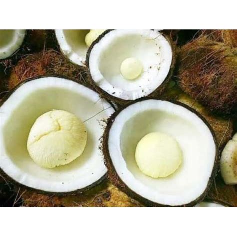 Jual Kentos Kelapa Murni Dan Segar Tombong Shopee Indonesia