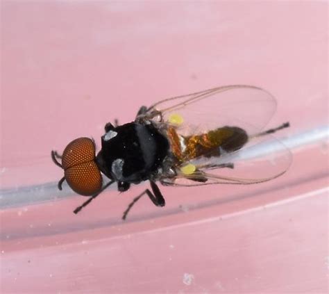 Small Black Fly Simulium Bugguidenet