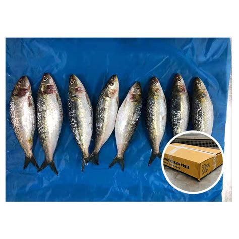 Oman Origin Sardine Fish Frozen Whole Round Sardine With Good Quality