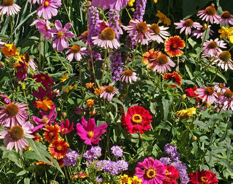 Monarch Butterfly Garden Seed Mix | Holland Wildflower Farm