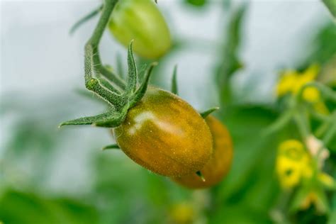 Tomato Green Garden Free Photo On Pixabay Pixabay