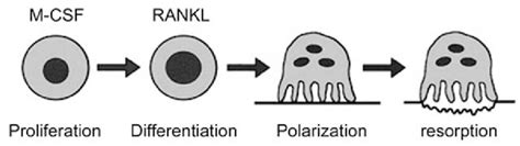 Regulation Of Osteoclast Formation And Function Osteoclasts Are Download Scientific Diagram