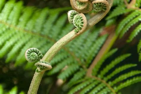 Growing Dicksonia Antarctica In Pots Gardenia Organic