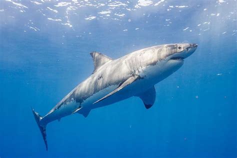 Massive 10 Foot Great White Shark Pings Off Florida Coast