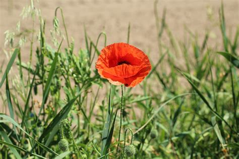 Papavero Campo Di Fiori Rosso Foto Gratis Su Pixabay