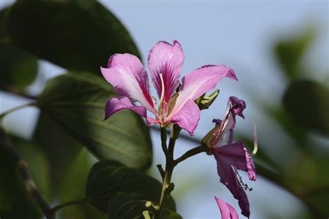 Arvore Pata De Vaca Pode Ser Plantada Na Cal Ada Vaca Importante