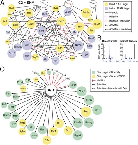 Transcriptional Networks Activated By Atfs And Oct A Nodes Of The