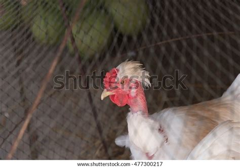 Profile Portrait Naked Neck Chicken Transylvanian Stock Photo