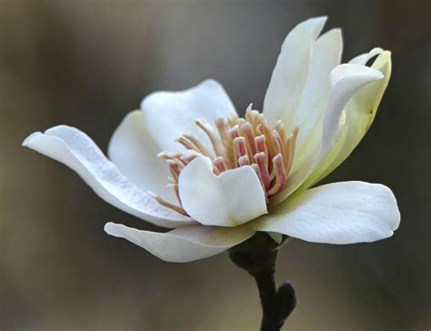 Magnolia × Loebneri Trees And Shrubs Online