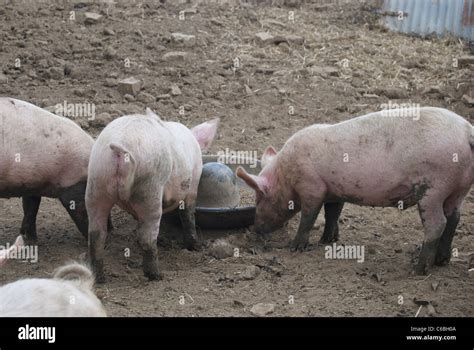 Matschiger Schweinestall Mit Schweinen Fotos Und Bildmaterial In