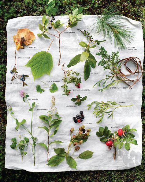 Foraging For Food Wild Edibles Good List Of Field Guides For Plant