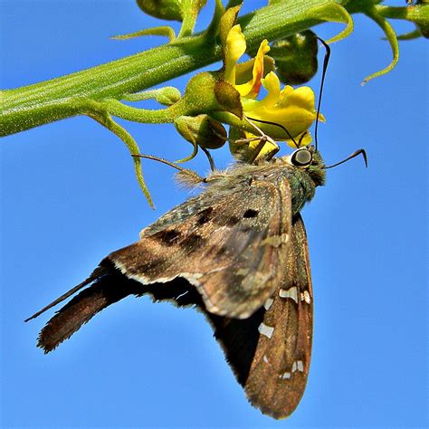 Long Tailed Skipper Urbanus Proteus A Long Tailed Skippe Flickr