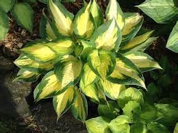 Hosta Forbidden Fruit Campbell S Nursery