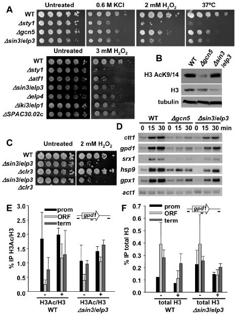 Cells Lacking Sin3 Elp3 Are Sensitive To H 2 O 2 But Do Not Display