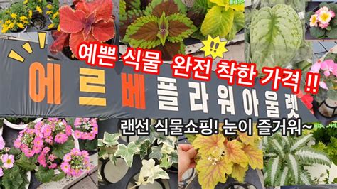 남사화훼단지 에르베플라워아울렛 식물쇼핑 착한가격 만족 예쁜이들 골라왔어요 Youtube