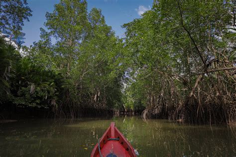 Mangrove Forest In India Map 9