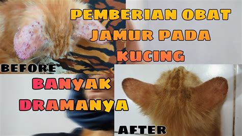 Cara Mengobati Jamur Pada Kucing Obat Jamur Kucing Ampuh Dan Dengan