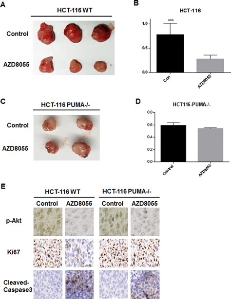 The Antitumor Effects Of AZD8055 In Vivo Are PUMA Dependent A B Nude