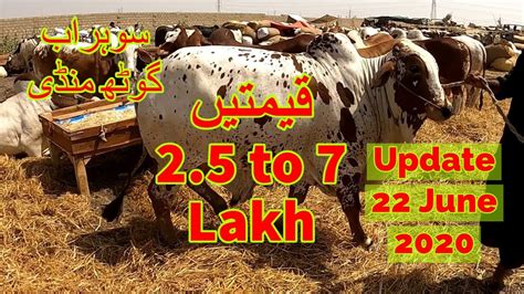 Cattle Prices Sohrab Goth Maweshi Mandi Update June Youtube