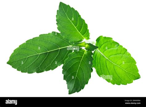 Single Tulsi Leaf