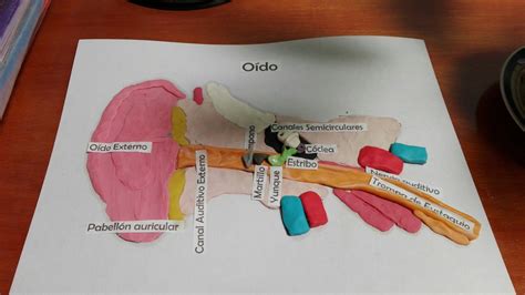 Maqueta O Do Maqueta Del Oido Actividades Experimentos Para Ni Os