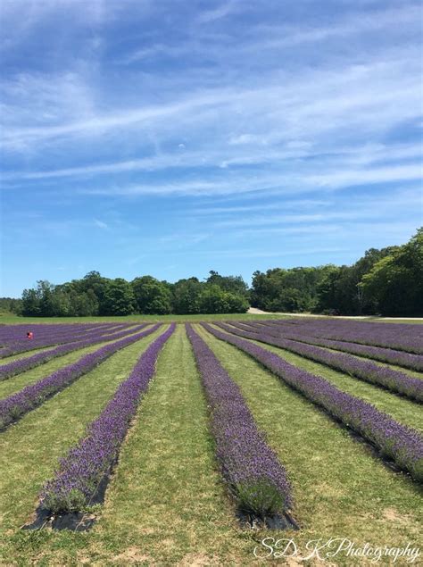 Fragrant Isle Lavender Farm, Washington Island, Door County, Wisconsin ...