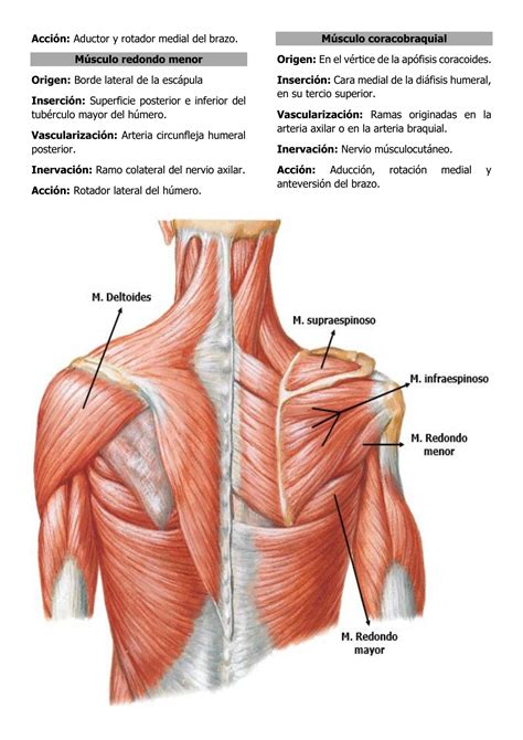 Musculos Da Cintura Escapular Braincp