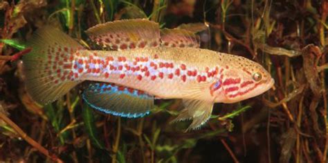 Tenterfield restore endangered Southern Purple Spotted Gudgeon habitat | OzFish Unlimited