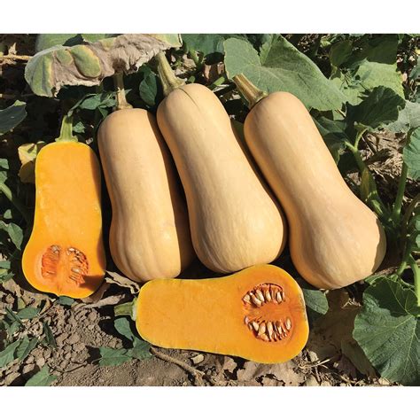 Early Nutter F1 Hybrid Butternut Squash Seeds Ne Seed