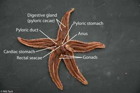 Starfish Internal Anatomy