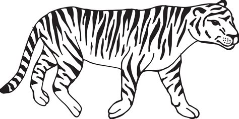 Vector hand drawn outline tiger 13235715 Vector Art at Vecteezy