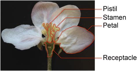 Apple Tree Flower Diagram