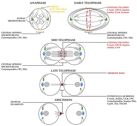 Minor Kinases with Major Roles in Cytokinesis Regulation
