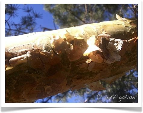 Scotch Pine Peeling Bark | Tree Service by Boulder Tree Care