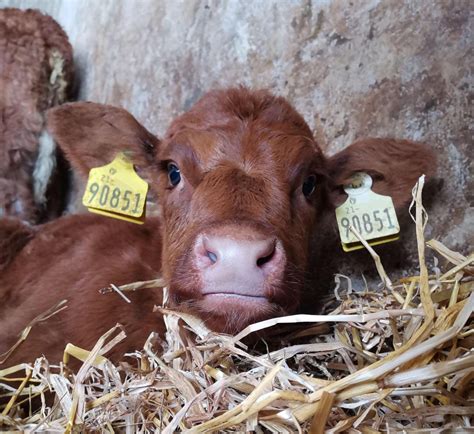 One of our red angus calves relaxing : r/pics