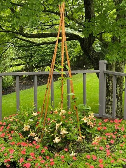 Super Cool Mandevilla Trellis Ideas Trellis For Mandevilla Plant