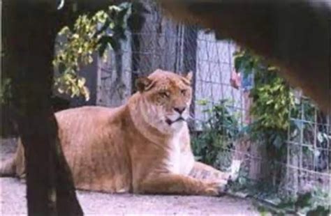 Worlds Largest Living Cat Hercules The Liger Our Planet