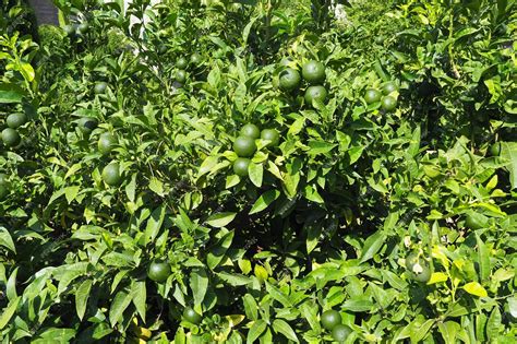 Naranjo Con Naranjas Verdes Naranja Citrus Sinensis Es Un árbol Frutal