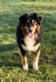 Australian Shepherd Welpen Monate Alt Mit Asca Papiere Impfung Chip