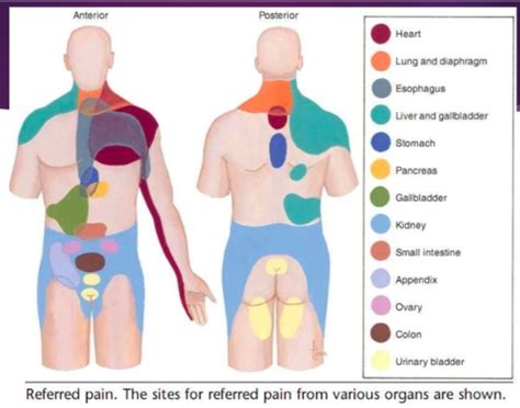 Exam Spine Mechanical And Systemic Flashcards Flashcards Quizlet