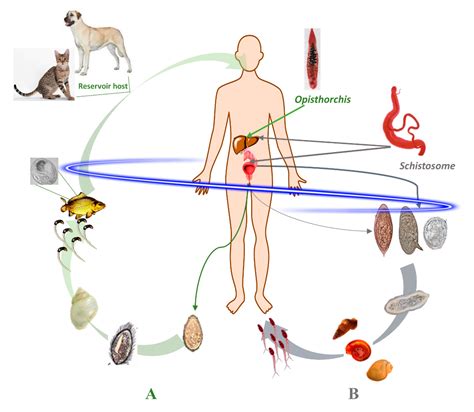 Opisthorchis Life Cycle